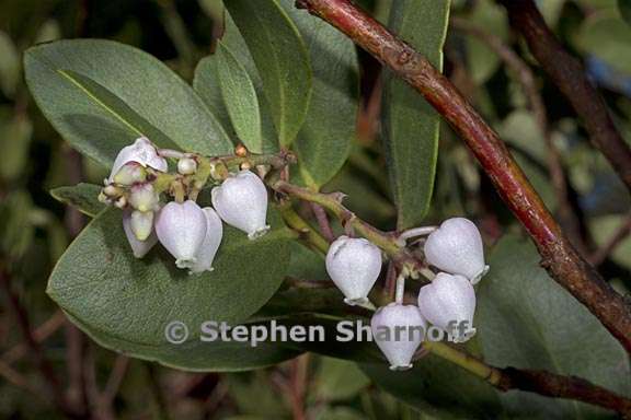 arctostaphylos manzanita ssp elegans 1 graphic